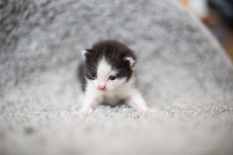 Lizette Fotografi_13