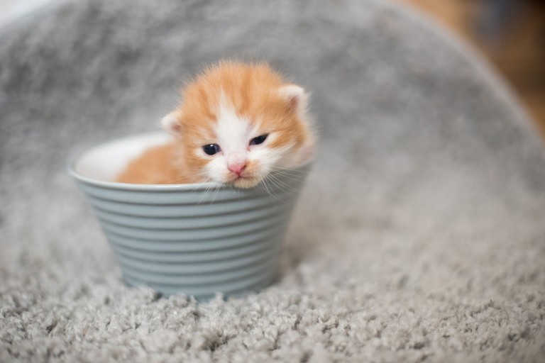 Lizette Fotografi_22