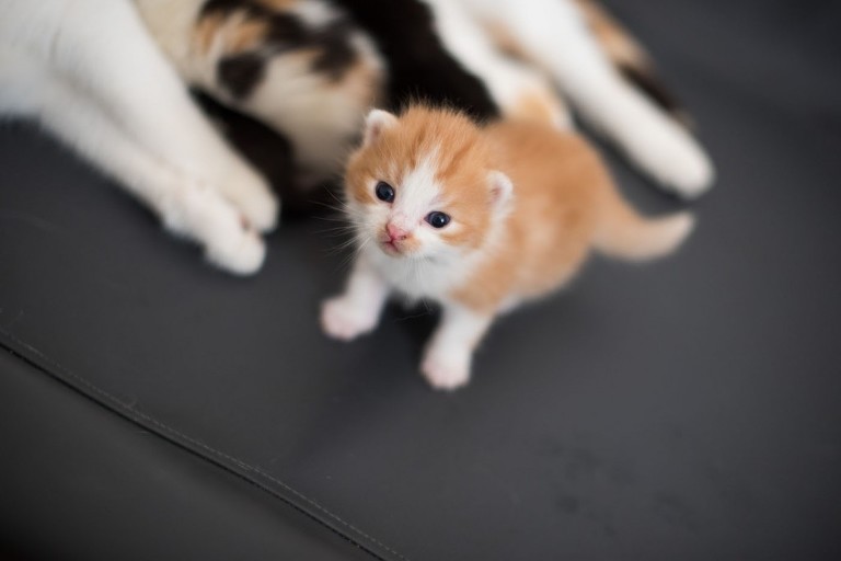 Lizette Fotografi_24