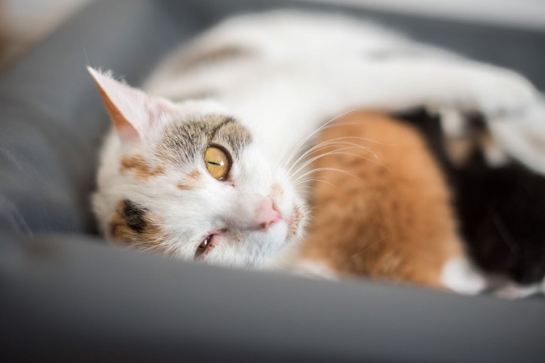 Lizette Fotografi_27